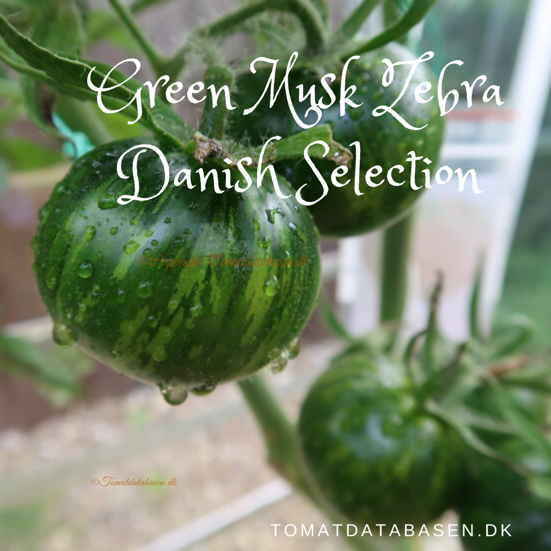 Green Musk Zebra Danish Selection